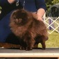 CAPPIE (CH POM GALAXY CAPPUCCINO FCAT)